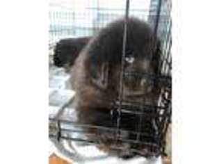 Newfoundland Puppy for sale in Grayson, KY, USA