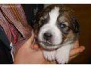 Bernese Mountain Dog Puppy for sale in Walla Walla, WA, USA