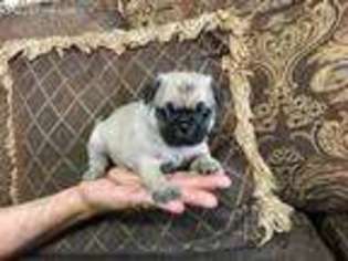 Pug Puppy for sale in Phoenix, AZ, USA