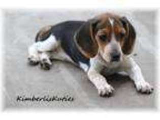 Beagle Puppy for sale in Lipan, TX, USA