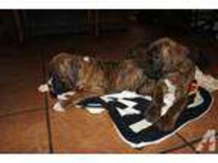 Boxer Puppy for sale in STANARDSVILLE, VA, USA