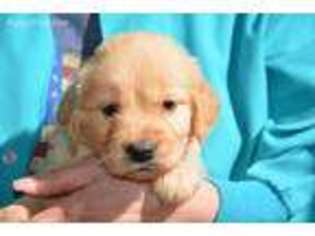 Golden Retriever Puppy for sale in Hull, GA, USA