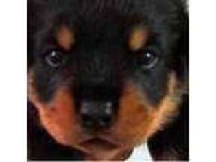 Rottweiler Puppy for sale in Westerly, RI, USA