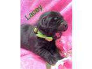 Labrador Retriever Puppy for sale in Pueblo, CO, USA