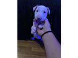 Bull Terrier Puppy for sale in Jeannette, PA, USA