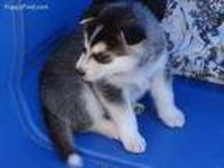 Alaskan Malamute Puppy for sale in Athens, GA, USA