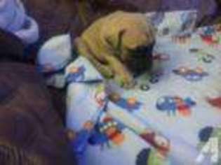 Mastiff Puppy for sale in GRANGER, IN, USA