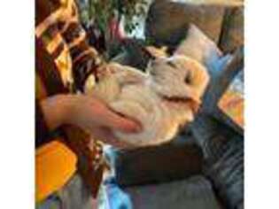 Shiba Inu Puppy for sale in Elizabeth City, NC, USA