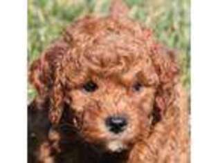 Goldendoodle Puppy for sale in Morning Sun, IA, USA