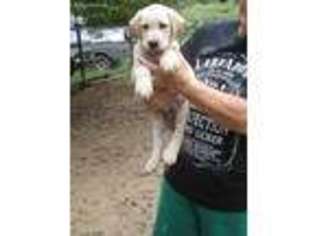 Labrador Retriever Puppy for sale in Lexington, NC, USA