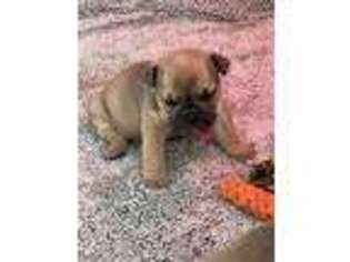 Bulldog Puppy for sale in Pittsfield, MA, USA