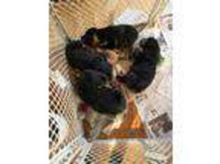 Rottweiler Puppy for sale in North Collins, NY, USA