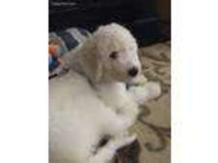 Goldendoodle Puppy for sale in Anniston, AL, USA