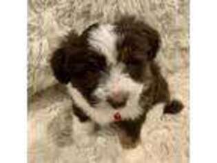 Mutt Puppy for sale in Templeton, IN, USA