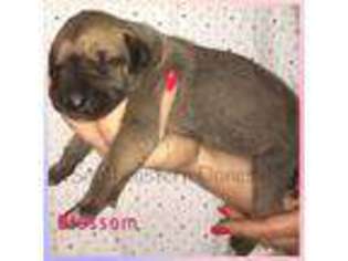 Great Dane Puppy for sale in Byron, GA, USA