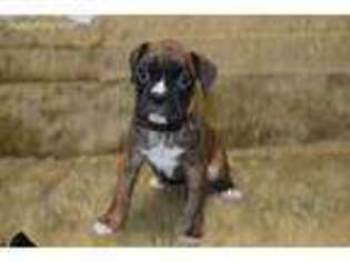 Boxer Puppy for sale in LAKE BENTON, MN, USA