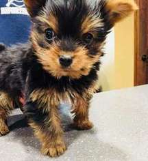 Yorkshire Terrier Puppy for sale in Forest City, IA, USA