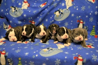 Olde English Bulldogge Puppy for sale in Eugene, OR, USA