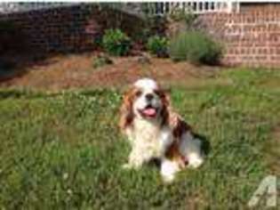 Cavalier King Charles Spaniel Puppy for sale in ROME, GA, USA