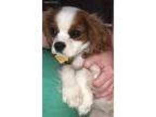 Cavalier King Charles Spaniel Puppy for sale in Trenton, OH, USA
