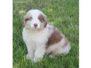 Australian Shepherd Puppy for sale in Gardner, KS, USA