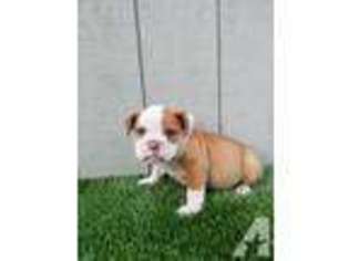 Bulldog Puppy for sale in CITRUS HEIGHTS, CA, USA