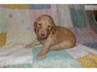 Goldendoodle Puppy for sale in Athens, GA, USA