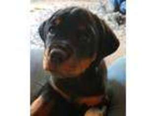Rottweiler Puppy for sale in Beatty, OR, USA