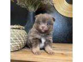 Pomeranian Puppy for sale in Muskogee, OK, USA