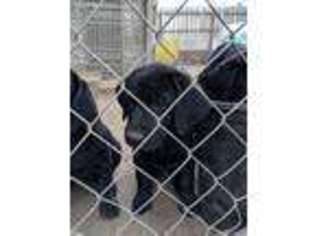 Labrador Retriever Puppy for sale in Turlock, CA, USA