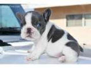 French Bulldog Puppy for sale in Brea, CA, USA