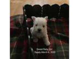 West Highland White Terrier Puppy for sale in Batesville, AR, USA