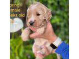 Goldendoodle Puppy for sale in Pittsburg, CA, USA