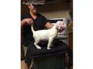 Dogo Argentino Puppy for sale in Kempner, TX, USA