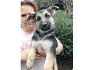 German Shepherd Dog Puppy for sale in Jackson, GA, USA
