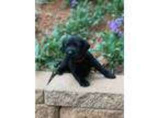 Labrador Retriever Puppy for sale in Colorado Springs, CO, USA