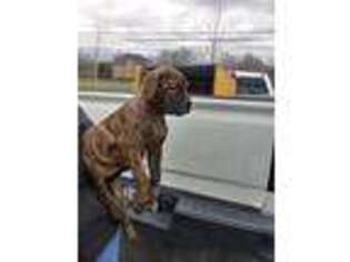 Mastiff Puppy for sale in Fort Washington, MD, USA