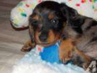 Dachshund Puppy for sale in BRONX, NY, USA