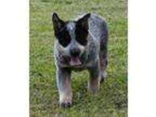 Australian Cattle Dog Puppy for sale in North Vernon, IN, USA