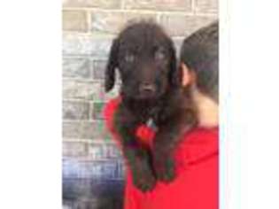 Labradoodle Puppy for sale in Mapleton, UT, USA