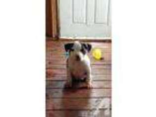 Mutt Puppy for sale in NORTH ZULCH, TX, USA
