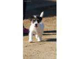 Jack Russell Terrier Puppy for sale in Barnett, MO, USA