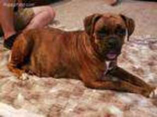 Boxer Puppy for sale in York, SC, USA