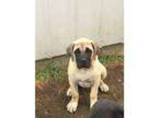 Mastiff Puppy for sale in Independence, KS, USA