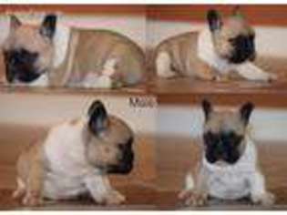 French Bulldog Puppy for sale in Walstonburg, NC, USA