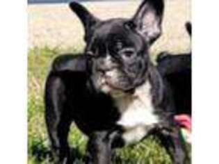 French Bulldog Puppy for sale in Forest City, IA, USA