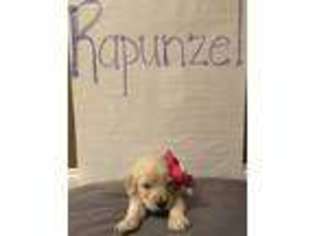 Goldendoodle Puppy for sale in Rogersville, AL, USA