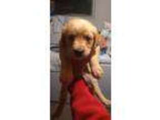 Golden Retriever Puppy for sale in Carlsbad, CA, USA