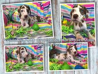 Great Dane Puppy for sale in San Antonio, TX, USA
