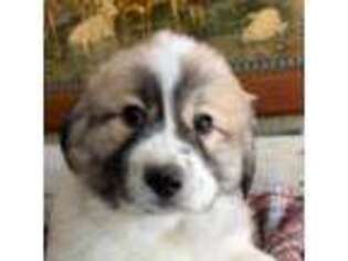Great Pyrenees Puppy for sale in Spooner, WI, USA